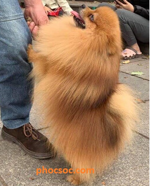 Tiêu Chí Để Chọn Một Em Phốc Sóc Trong Mơ Chó phốc sóc hay còn gọi là Pomeranian (Pom) là một trong những giống chó cảnh nổi tiếng của