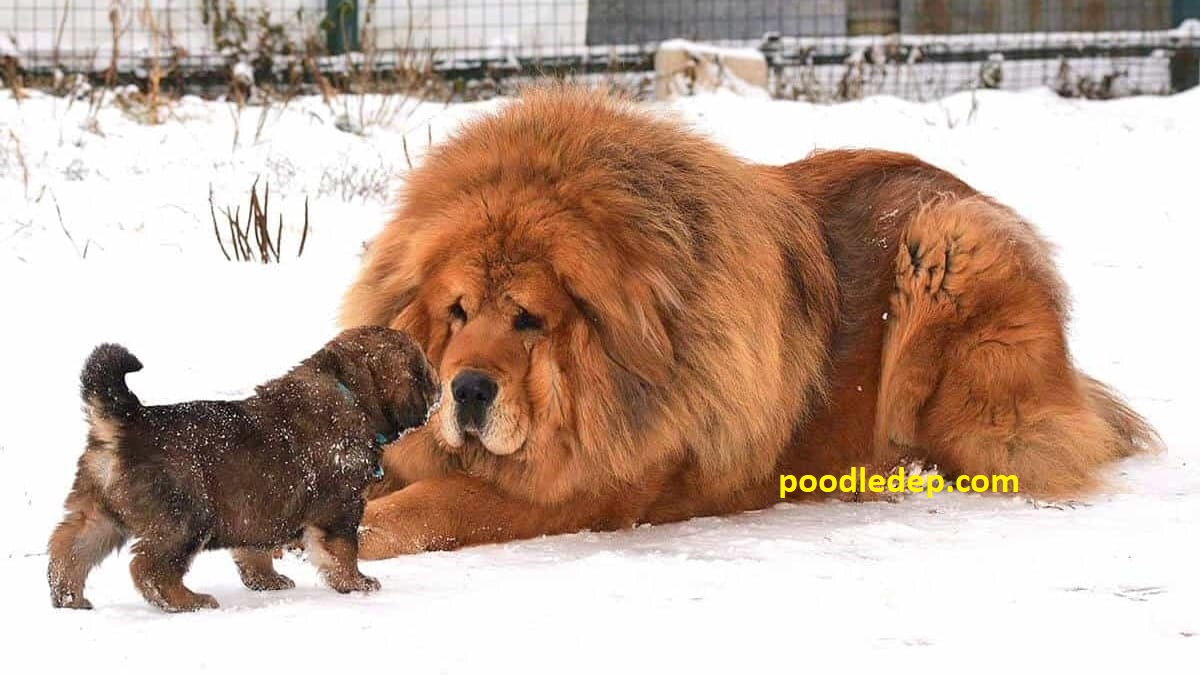 Ngao tây tạng được mệnh danh là giống chó có giá thành cao nhất giống sư tử